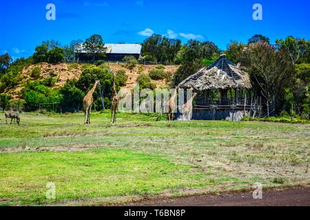 Vier Giraffen und ein Zebra in einem Dorf in der Umgebung. Stockfoto