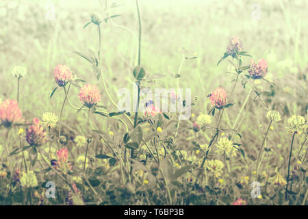 Schöner Frühling wilde Wiese Klee Blumen, rosa und gelben Farben, die in der Sun Light mit Biene, Makro. Soft Focus Natur Hintergrund. Zarte Pastellfarben getönten Stockfoto