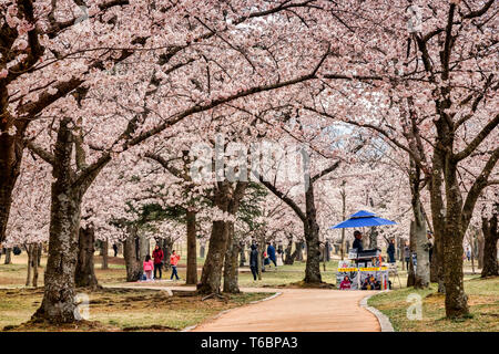 31. März 2019: Gyeong-Ju, Südkorea - Besucher genießen die Kirschblüte auf dem Gelände des buddhistischen Tempel Bulguksa, Gyeong-Ju, einem UNESCO-Ihr Stockfoto