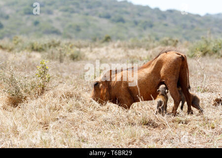 Baby Warzenschwein trinken aus Mom Stockfoto