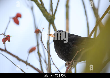 Männliche Gemeinsamer schwarzer Vogel im Winter Stockfoto