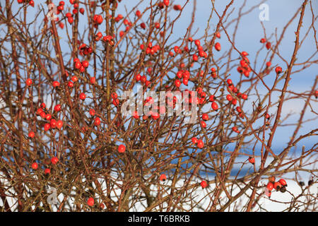 Rote Beeren von rosenbusch im Winter Stockfoto