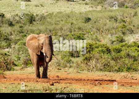 Bush Elephant genießen ihr Wasser Stockfoto