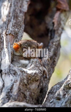 Ankarana sportliche Lemur, Madagaskar Stockfoto