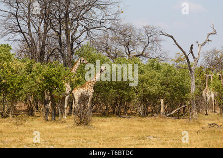 Erwachsene giraffe Beweidung auf Baum Stockfoto