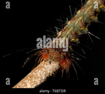 Caterpillar in Nosy Mangabe, Madagaskar gegründet Stockfoto