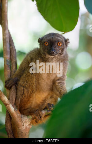 White-headed Lemur (Eulemur Albifrons), Madagaskar Stockfoto