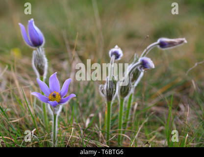 Blühende und blasse Blume lila pasque - Blume Stockfoto