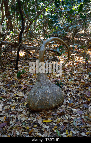 Pachypodium) Baum mit speziellen Formen, Madagaskar Stockfoto