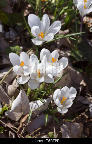 erste Blüten im Frühling, weiße Krokusse Stockfoto