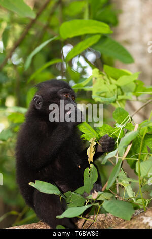 Endemische sulawesi Celebes crested macaque Affen Stockfoto