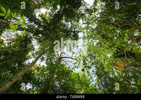 Tree Tops im regen Wald Nord Sulawesi, Indonesien Stockfoto