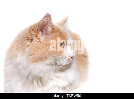 Ingwer weiße Katze isoliert auf weißem Hintergrund. Stockfoto