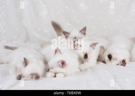 Heilige Birma Katze, Heilige Birma Stockfoto