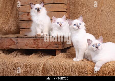 Heilige Birma Katze, Heilige Birma Stockfoto