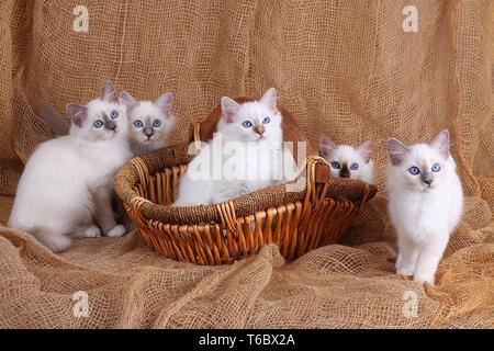 Heilige Birma Katze, Heilige Birma Stockfoto