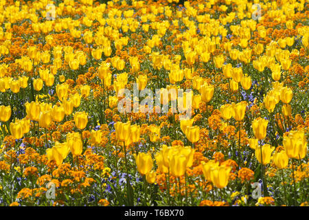 Tulip blühenden Jahreszeit in den Niederlanden, Europa Stockfoto