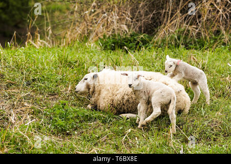 Schafe mit Mutter Tier auf einer Wiese Stockfoto