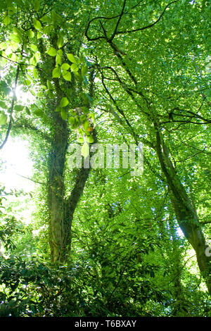 Bäume im Wald Stockfoto