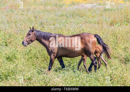 Andalusischen spanisch Stuten und Fohlen grasen in 'Doñana Nationalpark Donana Naturpark in Feuchtgebieten Reinrassigen Stockfoto