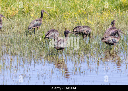 Glossy ibis (plegadis falcinellus) im Donana Nationalpark, Andalusien, Spanien Stockfoto