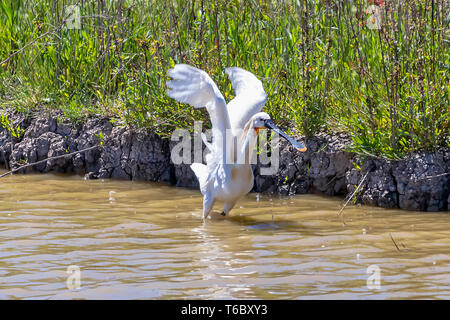 Löffler (Platalea leucorodia) in Donana Nationalpark, Andalusien, Spanien Stockfoto
