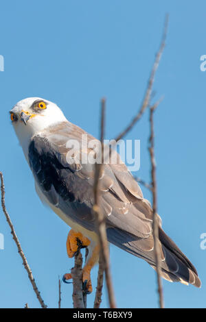 Schwarz geflügelten Drachen, Elanus Caeruleus. Schwarz abgesetzten kite Vogel elanus axillaris auf Zweig mit hellen Augen Donana Nationalpark, Andalusien, Sp gehockt Stockfoto