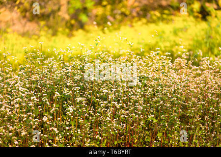 Ein Bündel von wilden Blumen Stockfoto