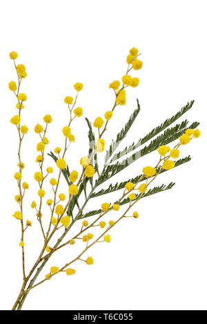 Ein Zweig von blühenden Mimosen, auf weißem Hintergrund Stockfoto