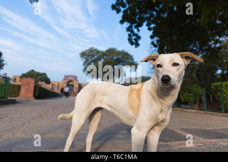 Dramatische Portrait eines indischen Straße Hund in den frühen Morgenstunden Stockfoto