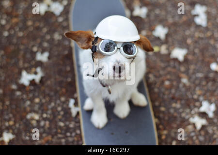 JACK RUSSELL HUND AUF DEM SKATEBOARD Tragen eines weißen Helm und Sonnenbrille auf Sommerferien. Stockfoto