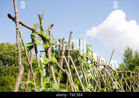 Bohnen wachsen auf Hazel beanpoles Stockfoto