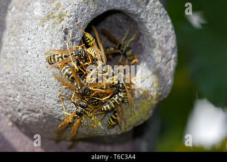 European paper Wasp in einem nistkasten Stockfoto