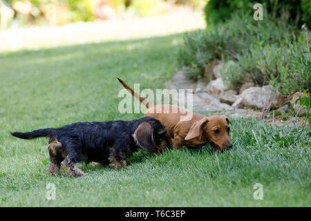 Kleine Hunde Dackel spielt im Garten Stockfoto