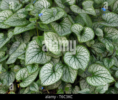 Brunnera Macrophylla 'Jack Frost' Stockfoto