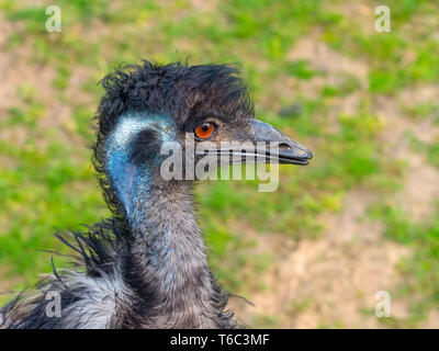 Emu Dromaius novaehollandiae captive Portrait Stockfoto