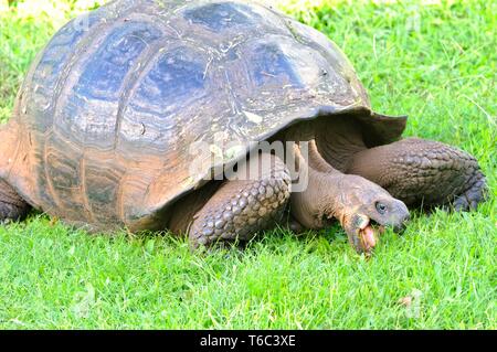 Riesige Schildkröte auf Santa Cruz Galapagos Inseln Ecuador Stockfoto