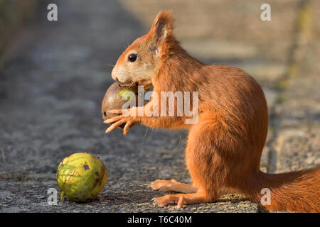 Eichhörnchen mit Walnüssen Stockfoto