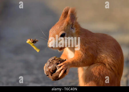 Eichhörnchen essen eine Walnuss Stockfoto