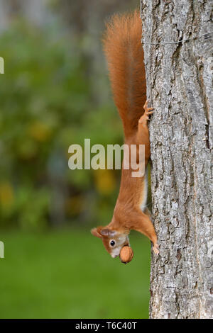 Eichhörnchen am walnuttree Stockfoto