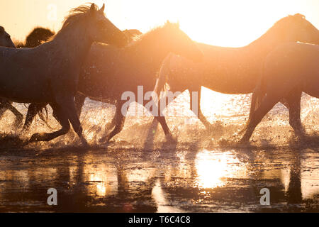 Weiß wilde Pferde der Camargue, die auf Wasser, Aigues Mortes, Südfrankreich. Stockfoto