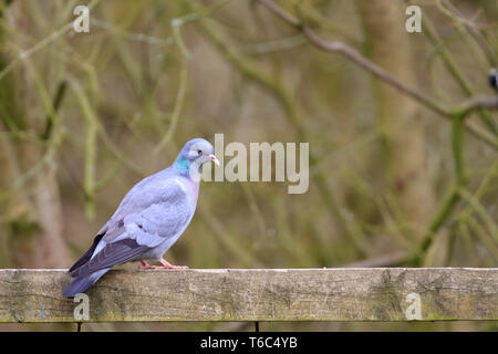 Lieferbar Taube Columba oenas in Wäldern, ywt Adel Dam, Leeds, West Yorkshire, England, UK. Stockfoto