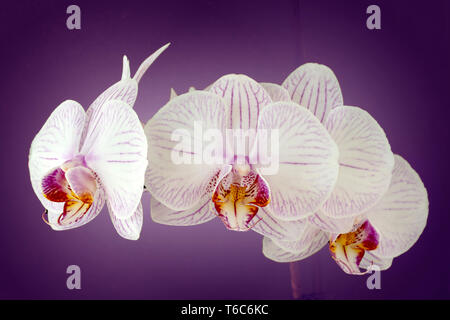 In enger auf violette Hintergrund Orchid Stockfoto