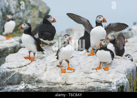 Papageitaucher (F. arctica). Kolonie auf machias Seal Island vor der Küste von Maine. Stockfoto