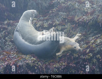 Kegelrobbe (Halichoerus grypus). Harbour Seal pup (Phoca vitulina) schieben durch ein graues Dichtung. In der Nähe von machias Seal Island vor der Küste von Maine. Stockfoto