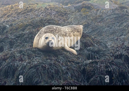 Ein Seehunde (Phoca vitulina) rutscht die Steigung einer kleinen, felsigen Insel ins Meer, vor der Küste von Maine, in der Nähe der Acadia National Park. Harbo Stockfoto