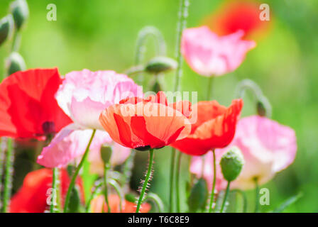 Mohn Blüte Latin Papaver rhoeas mit dem Licht hinter Stockfoto