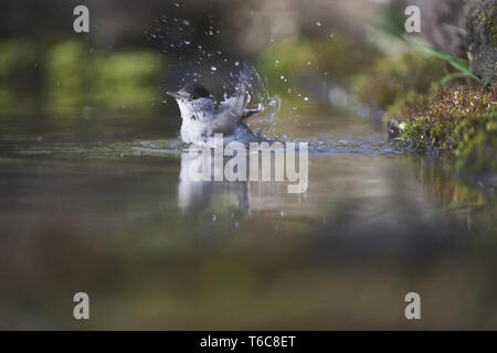 Eurasischen Mönchsgrasmücke [Sylvia atricapilla] Stockfoto