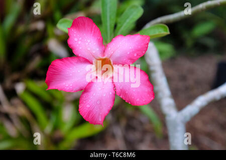 Adeniums obesum auch als Desert Rose, rosa Blume bekannt. Stockfoto