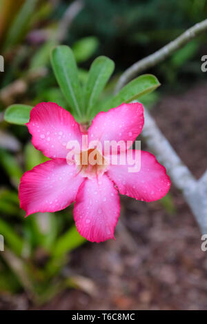 Adeniums obesum auch als Desert Rose, rosa Blume bekannt. Stockfoto